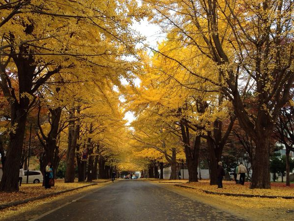 GogoJapan日本留遊學   學員心得分享   日本秋季